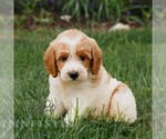 Small #2 Miniature Labradoodle