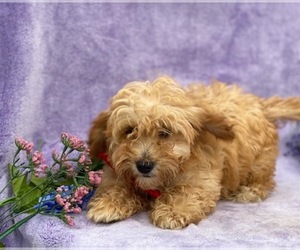Cavapoo Puppy for sale in LANCASTER, PA, USA