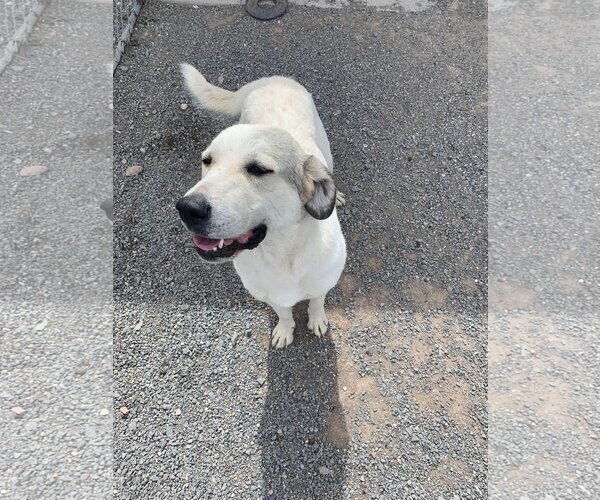 Medium Photo #3 Akbash-Unknown Mix Puppy For Sale in Bountiful, UT, USA