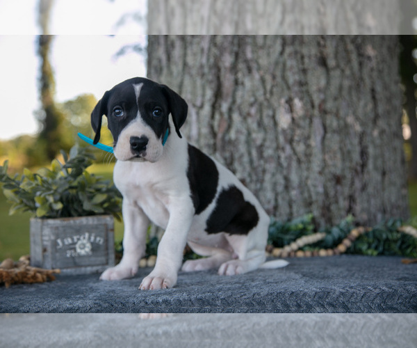Medium Photo #7 Great Dane Puppy For Sale in SALEM, IN, USA