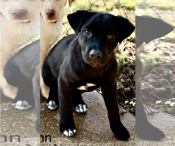 Medium Photo #1 Labrador Retriever-Unknown Mix Puppy For Sale in Rockaway, NJ, USA