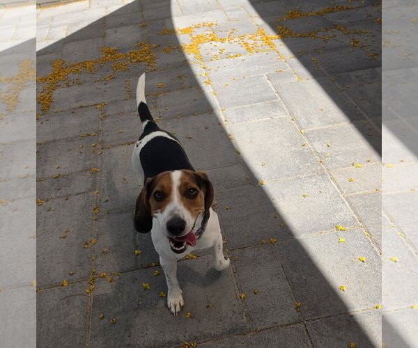 Medium Photo #6 Beagle Puppy For Sale in Las Vegas, NV, USA