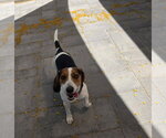 Small #5 Beagle