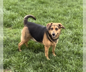 Beagle-Unknown Mix Dogs for adoption in Sistersville, WV, USA