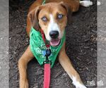 Small #3 Labrador Retriever Mix