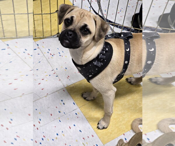 Medium Photo #1 Pug-Unknown Mix Puppy For Sale in Morganville, NJ, USA