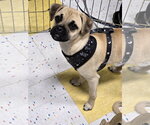 Small Pug Mix