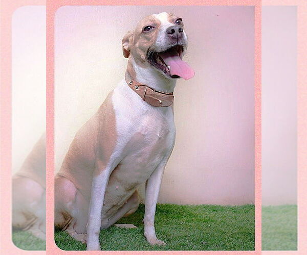 Medium Photo #3 Basenji-Retriever  Mix Puppy For Sale in Virginia Beach, VA, USA