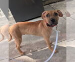 Small #1 Mutt