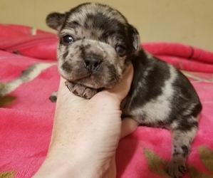 French Bulldog Puppy for sale in MONETA, VA, USA