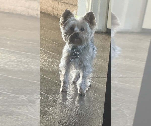 Medium Photo #1 Yorkshire Terrier Puppy For Sale in KILLEEN, TX, USA