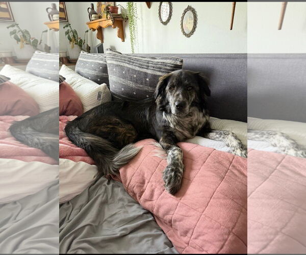 Medium Photo #3 Great Pyrenees Puppy For Sale in Bountiful, UT, USA