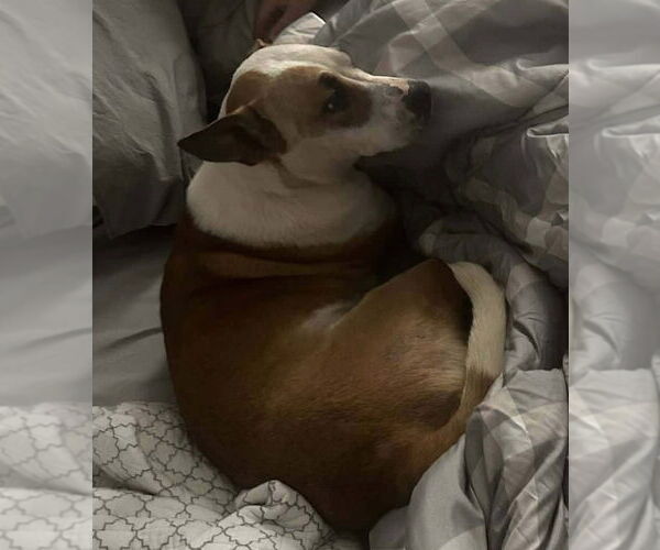 Medium Photo #4 Bull Terrier-Unknown Mix Puppy For Sale in Aurora, IN, USA