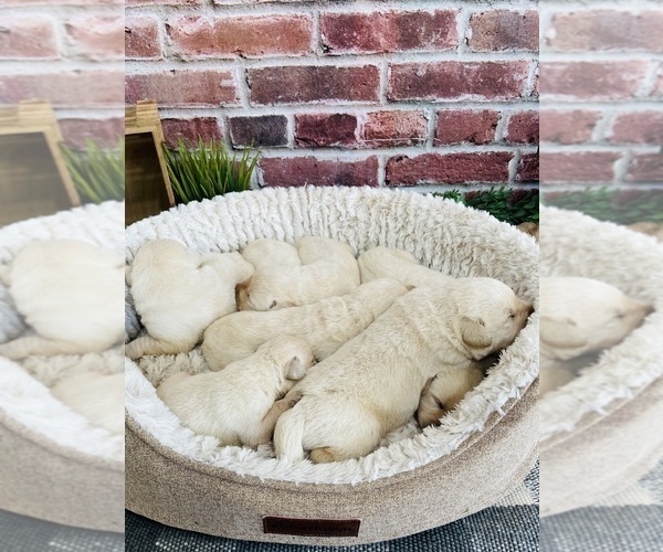 Medium Photo #1 Labrador Retriever Puppy For Sale in SYRACUSE, IN, USA