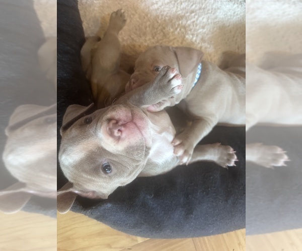 Medium Photo #2 American Bully Puppy For Sale in BOLINGBROOK, IL, USA