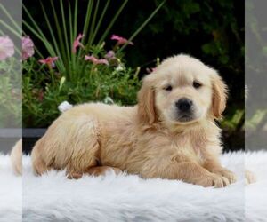 Golden Retriever Puppy for sale in NEWPORT, PA, USA