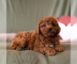 Small #3 Cavapoo (Miniature)