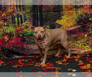 Mutt Dogs for adoption in Sanford, FL, USA