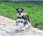 Polly - Female Schnauzer (Miniature) Puppy for Sale - Small photo