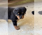 Small #4 Rottweiler