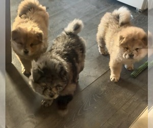Chow Chow Puppy for Sale in YUCCA VALLEY, California USA