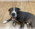 Small #8 American Pit Bull Terrier Mix