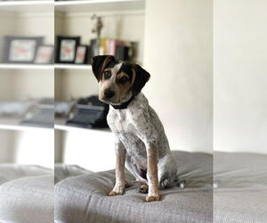 Coonhound-Unknown Mix Dogs for adoption in Clinton , MI, USA