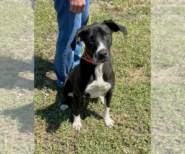Medium Photo #1 Mutt Puppy For Sale in Abbeville, LA, USA