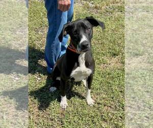 Mutt Dogs for adoption in Abbeville, LA, USA