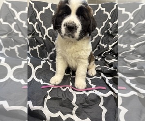 Saint Bernard Puppy for sale in DELPHI, IN, USA