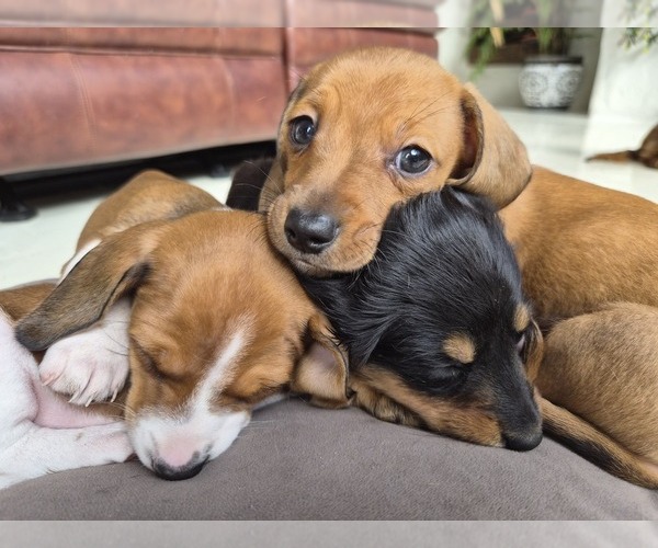Medium Photo #1 Dachshund Puppy For Sale in SAINT CLOUD, FL, USA