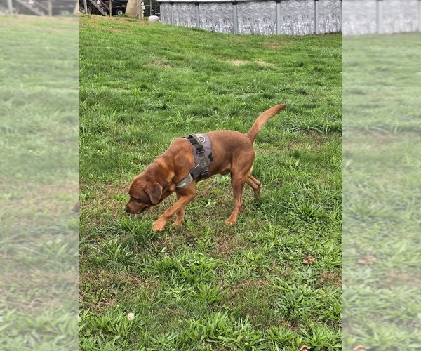 Medium Photo #13 Labrador Retriever Puppy For Sale in ACUSHNET, MA, USA