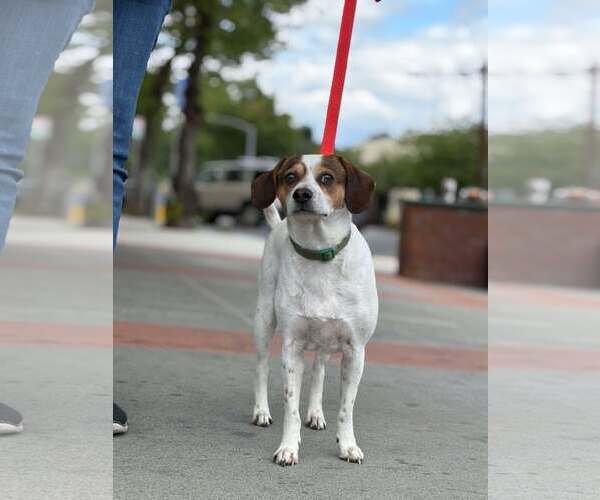 Medium Photo #3 Beagle-Unknown Mix Puppy For Sale in Visalia, CA, USA