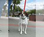 Small #2 Beagle Mix