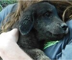 Small Photo #45 Golden Labrador Puppy For Sale in IDAHO SPRINGS, CO, USA