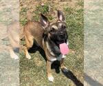 Small #2 German Shepherd Dog Mix