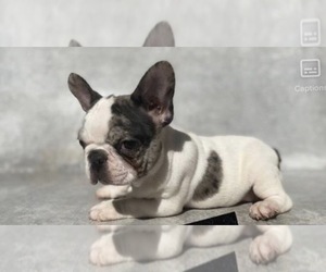French Bulldog Puppy for sale in MORENO VALLEY, CA, USA