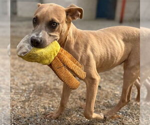Mutt Dogs for adoption in Augusta, GA, USA