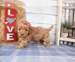 Small #10 Cavapoo (Toy)