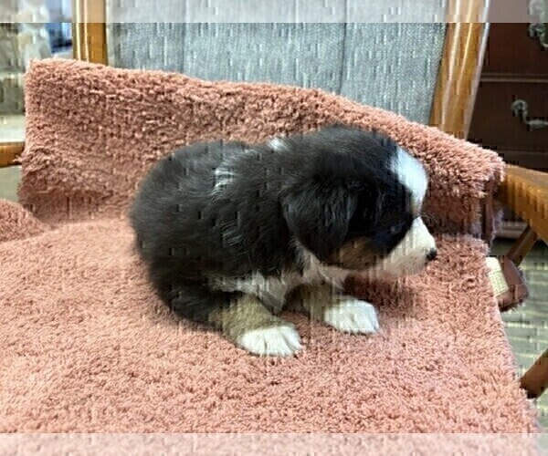 Medium Photo #31 Australian Shepherd Puppy For Sale in AUBURN, IN, USA