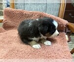 Small Photo #31 Australian Shepherd Puppy For Sale in AUBURN, IN, USA
