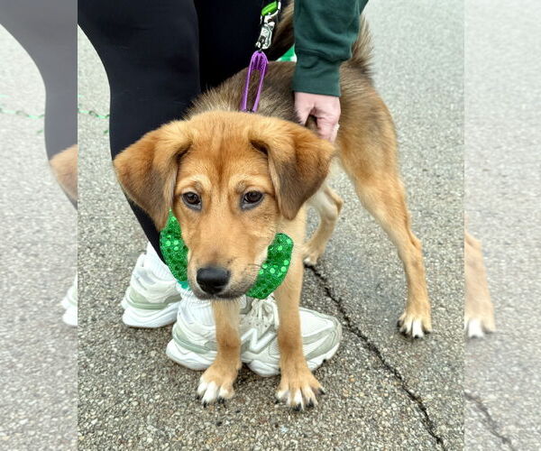 Medium Photo #2 Gerberian Shepsky Puppy For Sale in GILBERTS, IL, USA