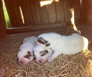 Great Pyrenees Puppy for Sale in BONNERS FERRY, Idaho USA