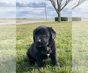 Bernese Mountain Dog-Labrador Retriever Mix Puppy for sale in SULLIVAN, IL, USA