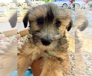 Chinese Crested Puppy for sale in RAGLAND, AL, USA
