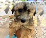 Small Chinese Crested