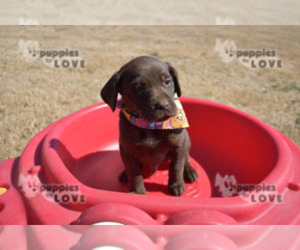 Labrador Retriever Puppy for sale in SANGER, TX, USA