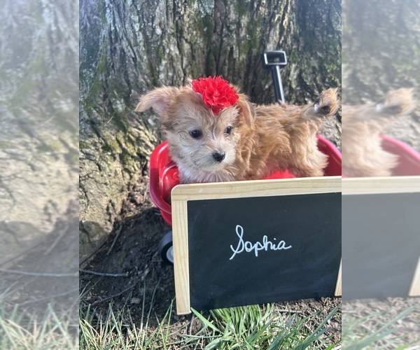 Medium Photo #3 Yo-Chon Puppy For Sale in BELFAST, OH, USA