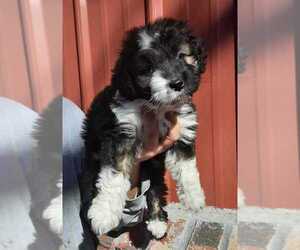 Aussiedoodle Puppy for sale in COTTAGEVILLE, SC, USA