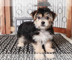 Yo-Chon Puppy for sale in NAPLES, FL, USA
